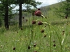 sam_3226-kopie